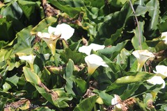 Zantedeschia aethiopica
